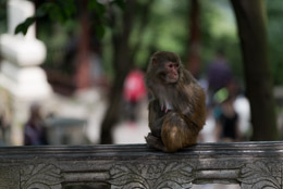 DL_20140420_DSC4975_Guiyang_China_Qianling_Park.jpg