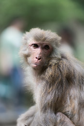 DL_20140420_DSC4988_Guiyang_China_Qianling_Park.jpg