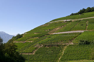 DL_20110830_DSC5802_v1.jpg