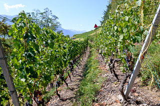 DL_20110830_DSC5842_v1.jpg