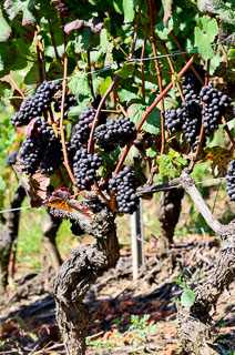 DL_20110830_DSC5884_v1.jpg