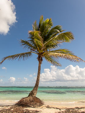 DL_20171222_DSC220015-Guadeloupe.jpg