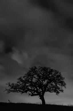 Trees
 Hero