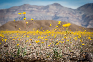 DL_20160227_DSC4360_Death_Valley_Wildflowers.jpg