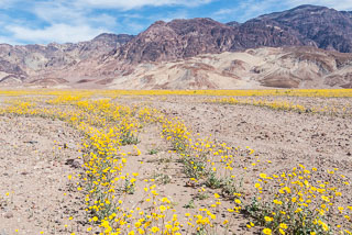 DL_20160227_DSC4392_Death_Valley_Wildflowers.jpg