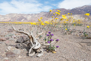 DL_20160227_DSC4409_Death_Valley_Wildflowers.jpg