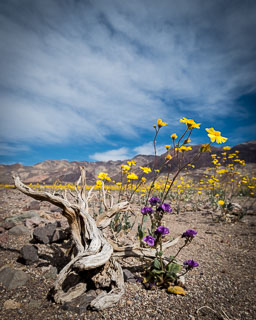 DL_20160227_DSC4419_Death_Valley_Wildflowers.jpg