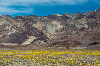 DL_20160227_DSC4422_Death_Valley_Wildflowers.jpg