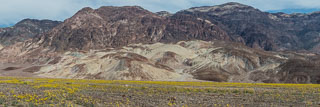 DL_20160227_DSC4434_Death_Valley_Wildflowers-Pano.jpg
