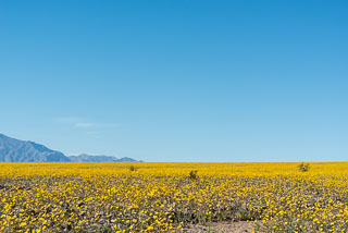 DL_20160227_DSC4444_Death_Valley_Wildflowers.jpg