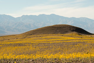 DL_20160227_DSC4455_Death_Valley_Wildflowers.jpg