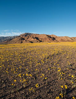 DL_20160227_DSC4483-Pano_Death_Valley_Wildflowers.jpg