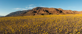 DL_20160227_DSC4487-Pano_Death_Valley_Wildflowers.jpg