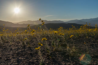 DL_20160227_DSC4500_Death_Valley_Wildflowers_v1.jpg