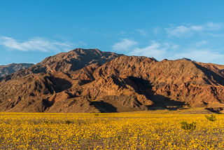 DL_20160227_DSC4516_Death_Valley_Wildflowers.jpg