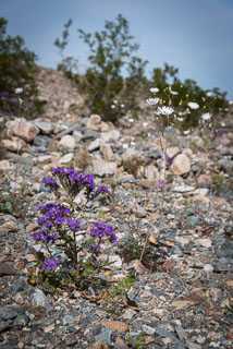 DL_20160228_DSC4525_Death_Valley_Wildflowers.jpg
