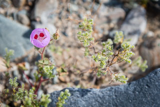 DL_20160228_DSC4531_Death_Valley_Wildflowers.jpg
