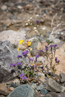 DL_20160228_DSC4566_Death_Valley_Wildflowers.jpg
