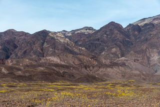 DL_20160228_DSC4578_Death_Valley_Wildflowers.jpg