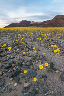 DL_20160228_DSC4656_Death_Valley_Wildflowers.jpg