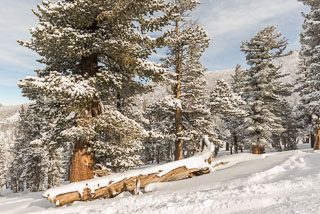DL_20161225_DSC5150-lake-tahoe-pine-tree-snow.jpg