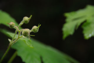 20090523-_DSC4040.jpg
