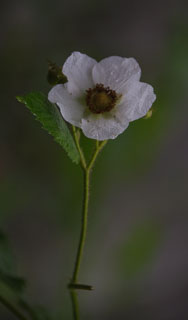 20090523-_DSC4101.jpg