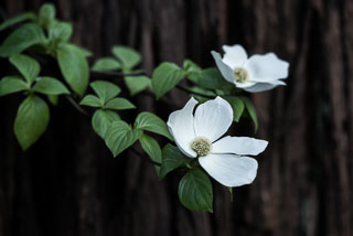 DL_20160421_DSC4961-Yosemite-Dogwood-Blooming.jpg