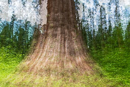 DL_20230529_DSC6610-Project-Tree-Trunks.jpg