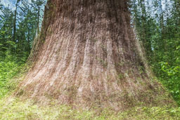 DL_20230529_DSC6621-Project-Tree-Trunks.jpg